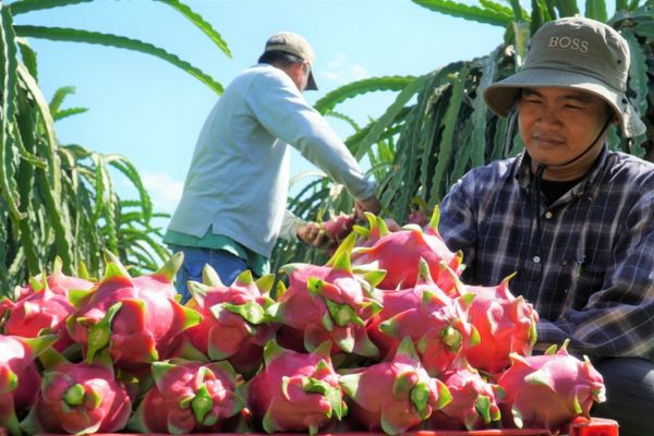 10 best fruits you should try in Vietnam