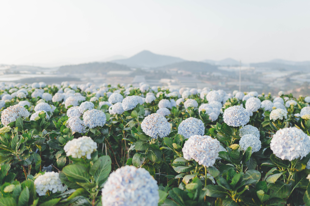 Dalat, Vietnam