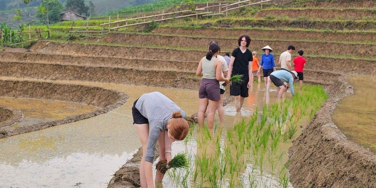 Farming Vietnam