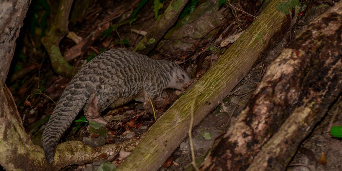 Vietnam Wildlife