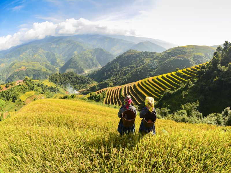 Sapa